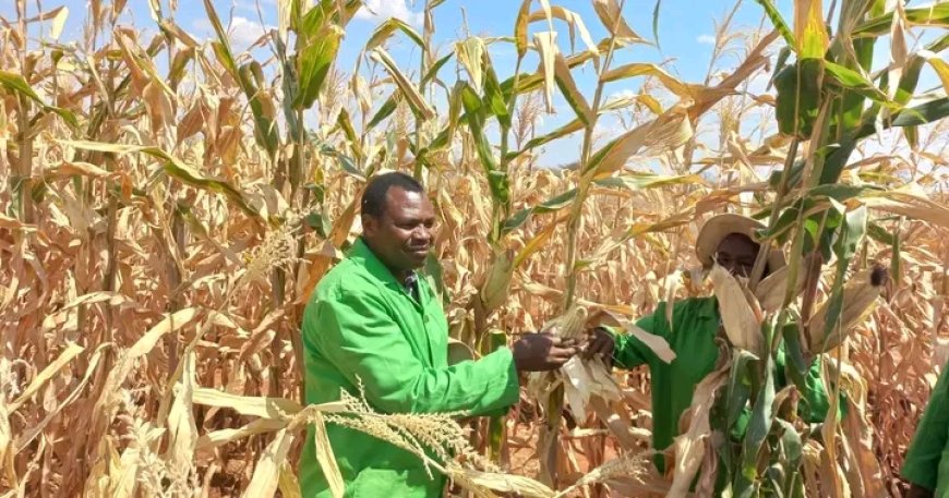 Farmers tipped to adopt BT maize for higher yields