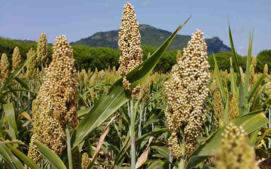 Mwea farmers turn to lucrative sorghum farming