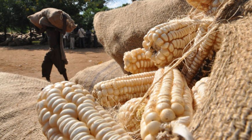 Middlemen invade Bungoma County to purchase maize at a low price