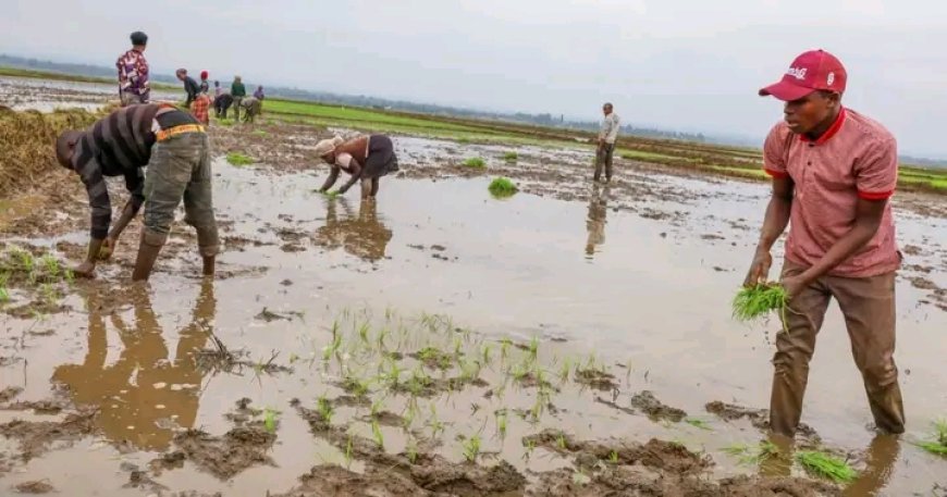 County government moves to control invasive snail ravaging Mwea Rice farms