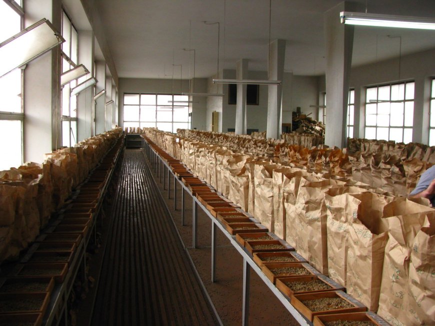 Coffee auction to resume on August 15, says NCE official