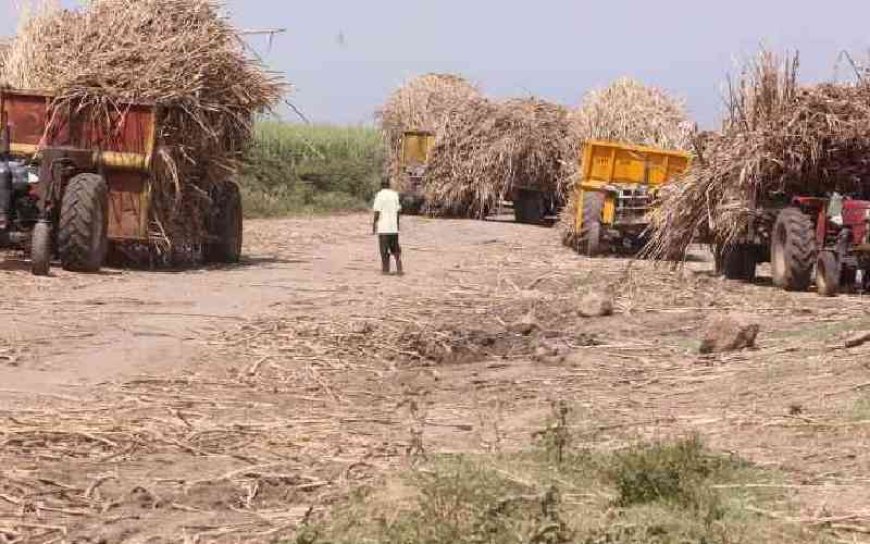 Cane farmers cry foul over the proposal to import sugar