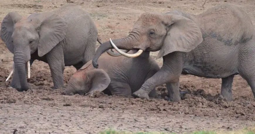 Three elephants killed in Rombo