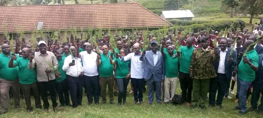 KVDA launches a massive tree planting exercise in West Pokot