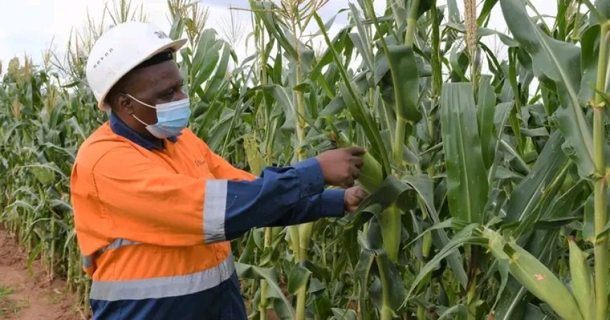 Meru farmers reaping big courtesy of subsidized fertiliser