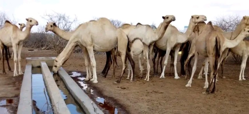 Camel meat business thrives in Maua town