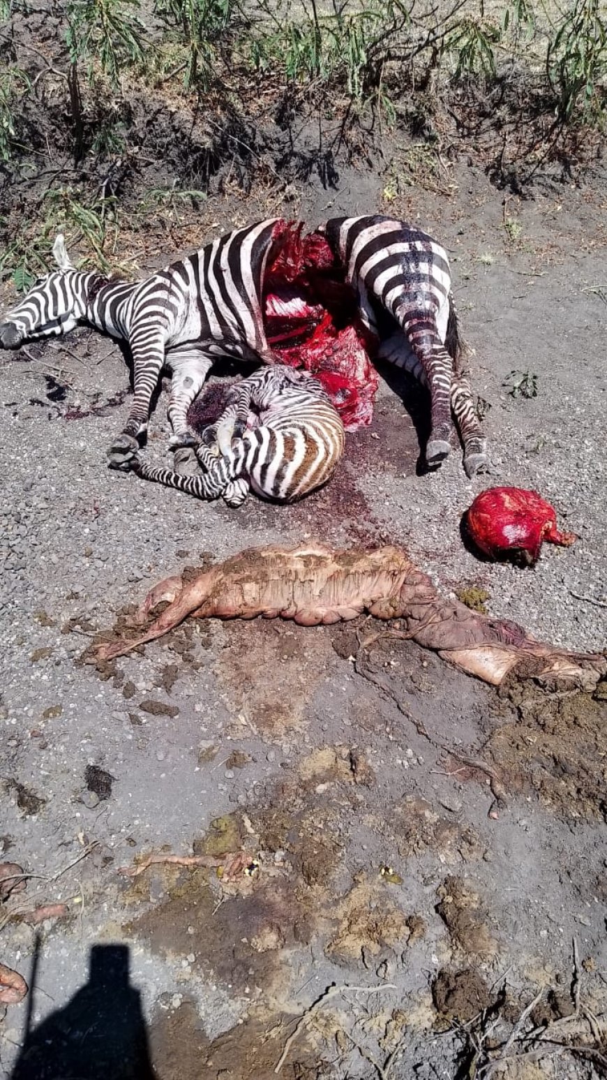 Laikipia residents cautioned against buying uninspected meat