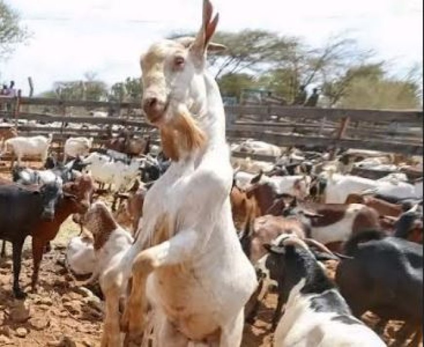 Northern Rangeland Trust Unveils Empowerment Program for Herders