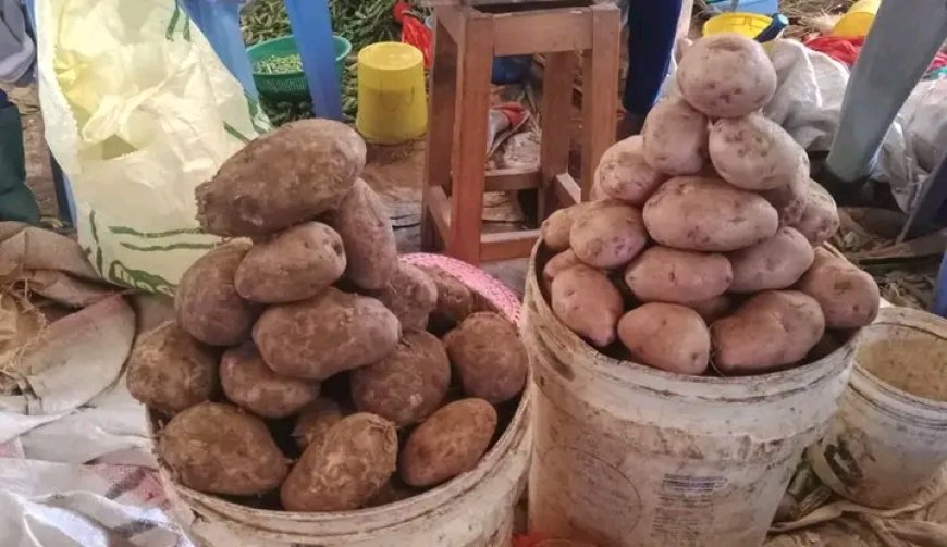 Potato Farmers Demand Action amid Plummeting Prices