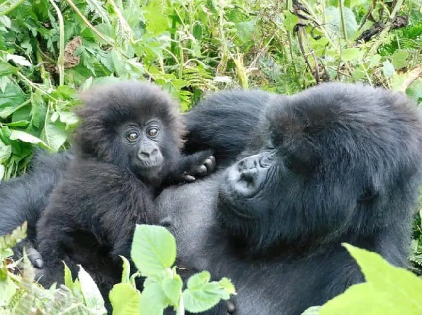 Rwanda to name baby mountain gorillas in September