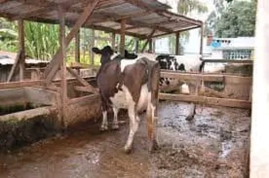 Vihiga County farmers on benchmarking programme in Embu