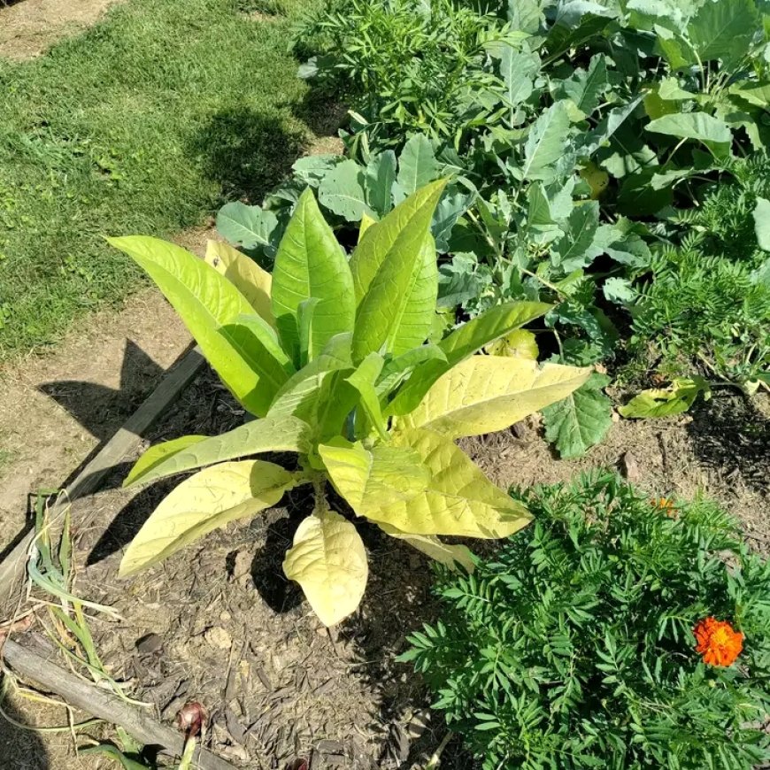 Tobacco farmers urged to shift to healthier alternatives