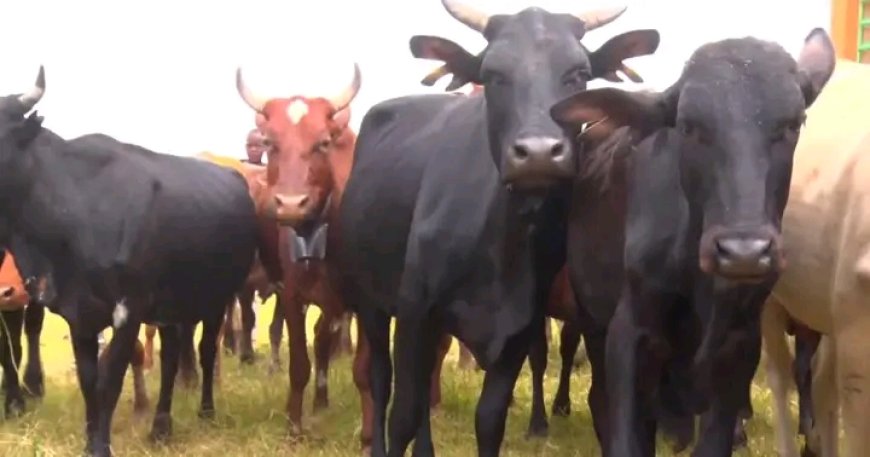 Cattle to get electronic branding to combat theft, bolster disease control