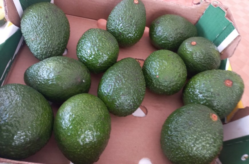 Kenya to start exporting fresh avocadoes to India starting September