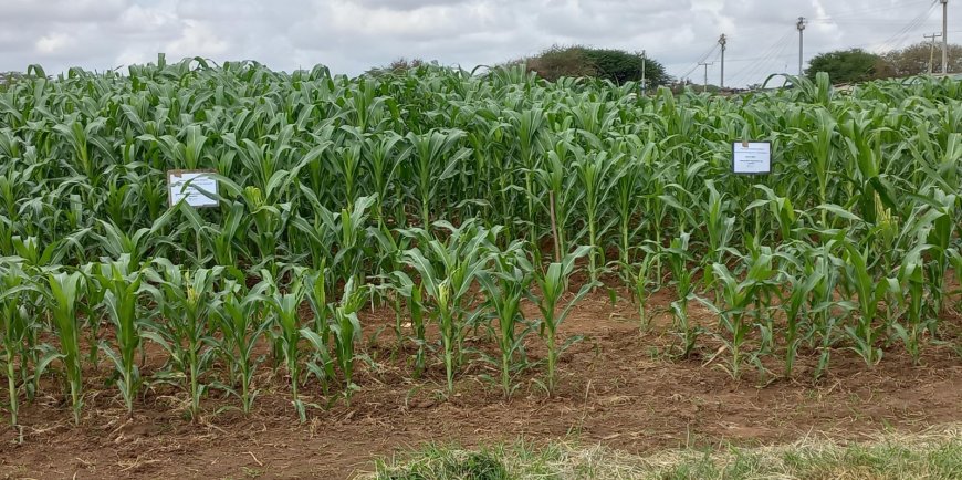 Maize in a confined trial land.