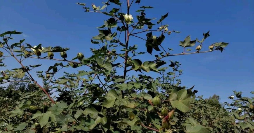 The First Ever Cotton Seed System to be put in place