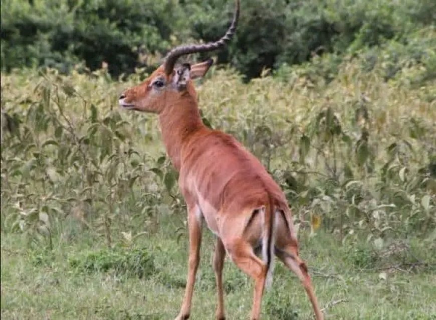 Team moves to establish the status of the endangered hilora antelope