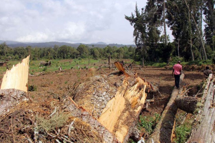 Permit Ban Enforced in Kerio Valley to Counter Tree Destruction