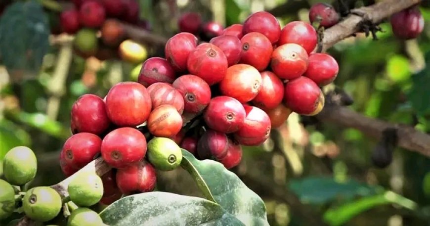 Embu Coffee Co-operatives Receive Sh76 million