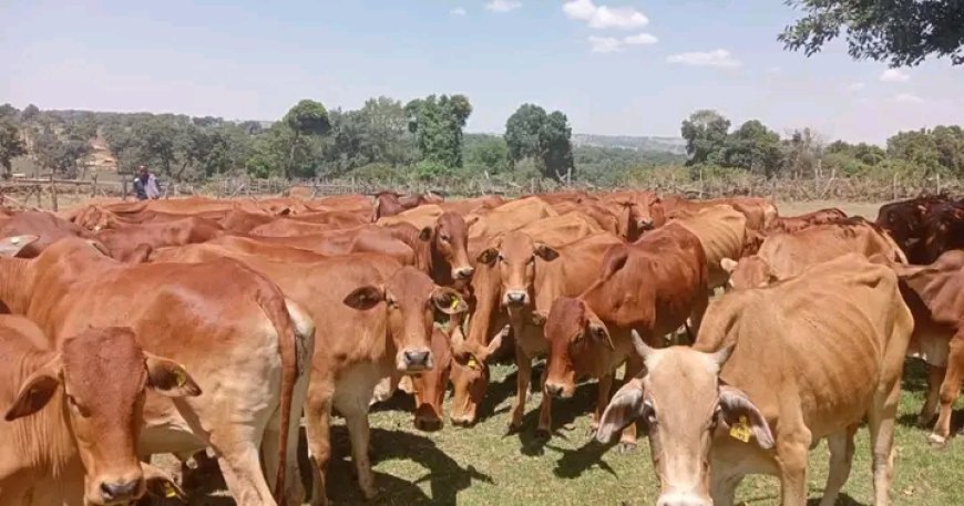 Livestock farmers in Transmara Benefit from Reproductive Technologies