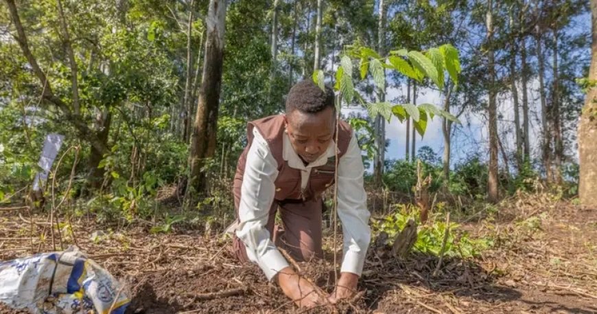 1.3 million tree seedlings planted in Western Kenya Region