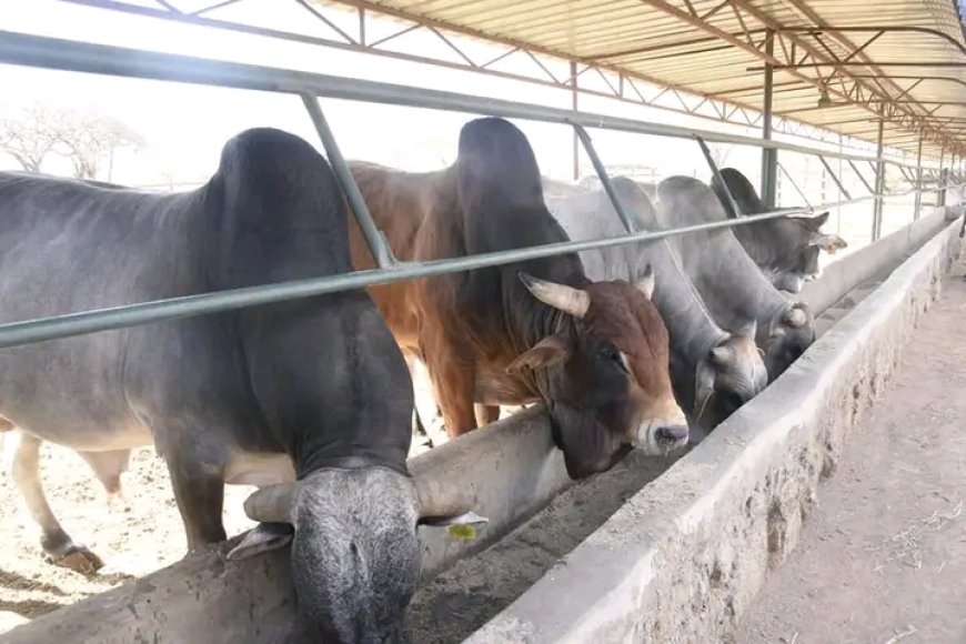 Kajiado farmers turn to feedlots for profits in livestock keeping