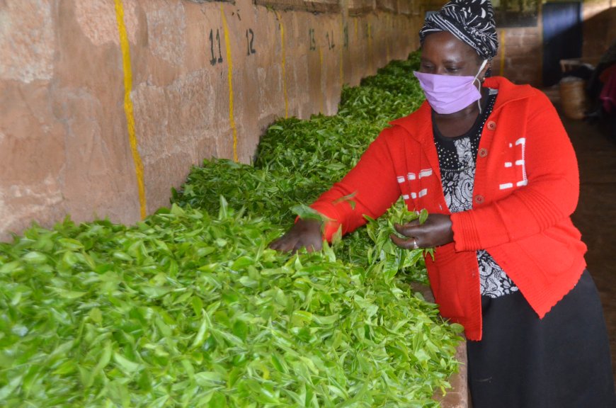 Tea Board of Kenya raises concerns over increased theft of tea