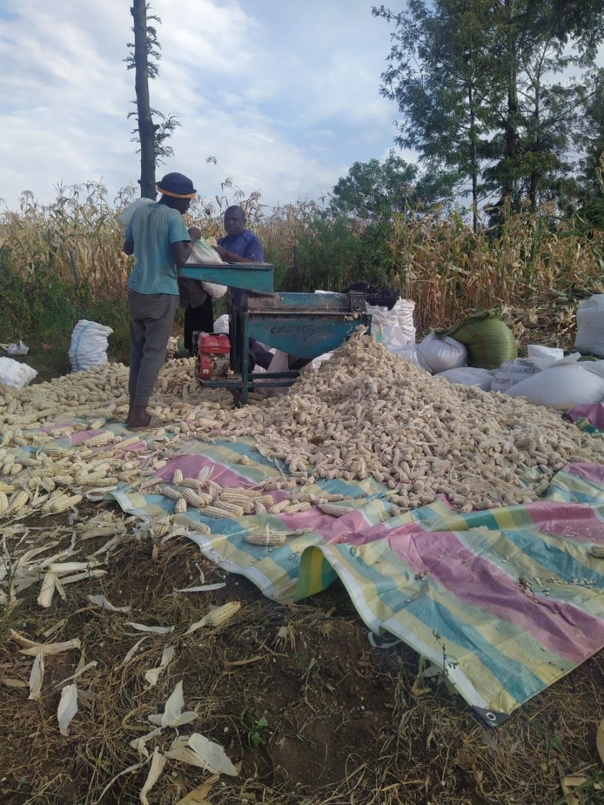 Maize Farmers urge government to expedite Mobile driers