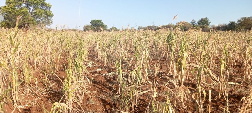 Residents stare at hunger after crop failure