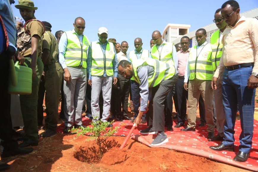 Mandera Residents Rally to Combat Climate Change by Planting Trees