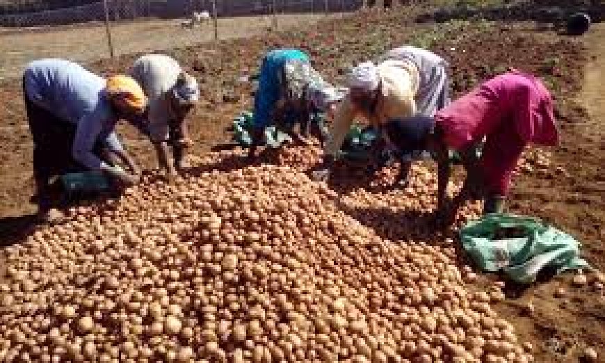 Hope for potato farmers as Nakuru County Government promises better storage services