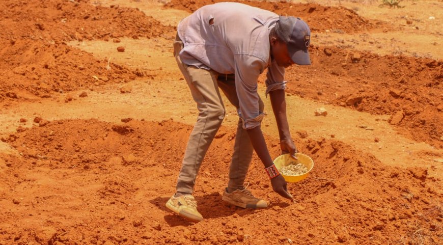 Laikipia Pastoralist opts to replenish pasture