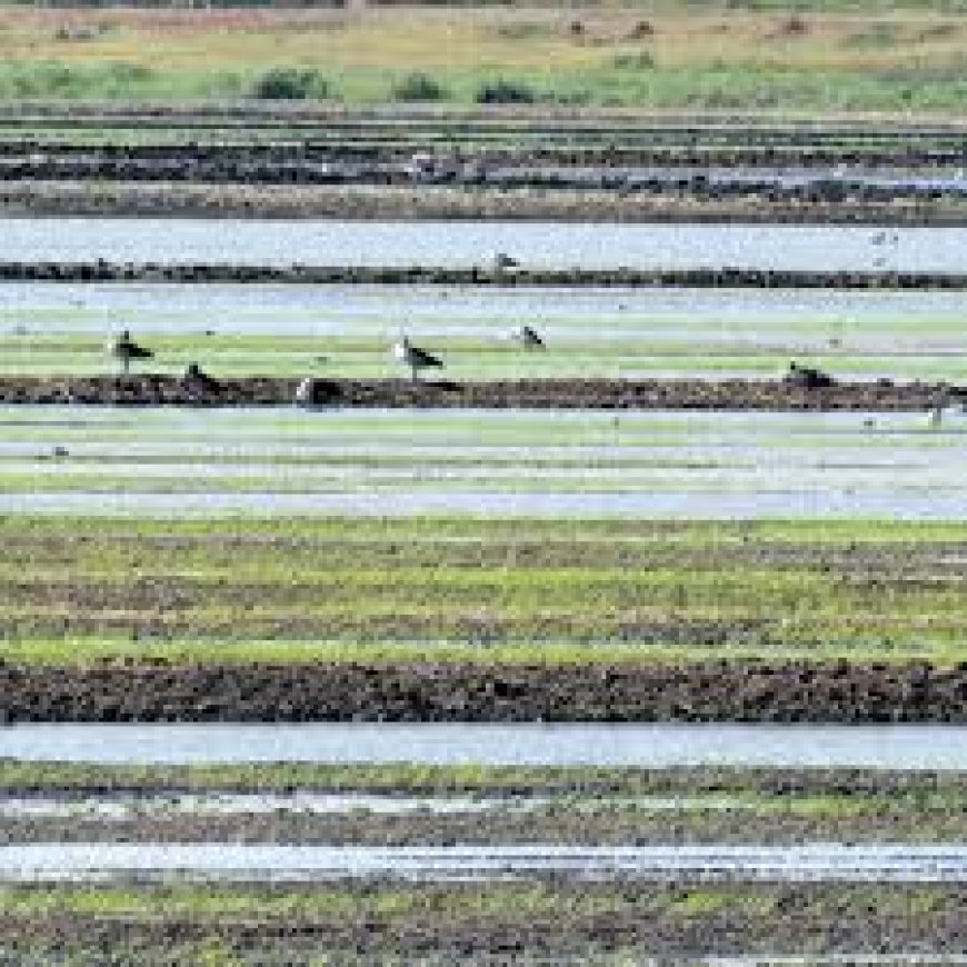 National Lands Commission accused of leasing out Yala swamp without consultation