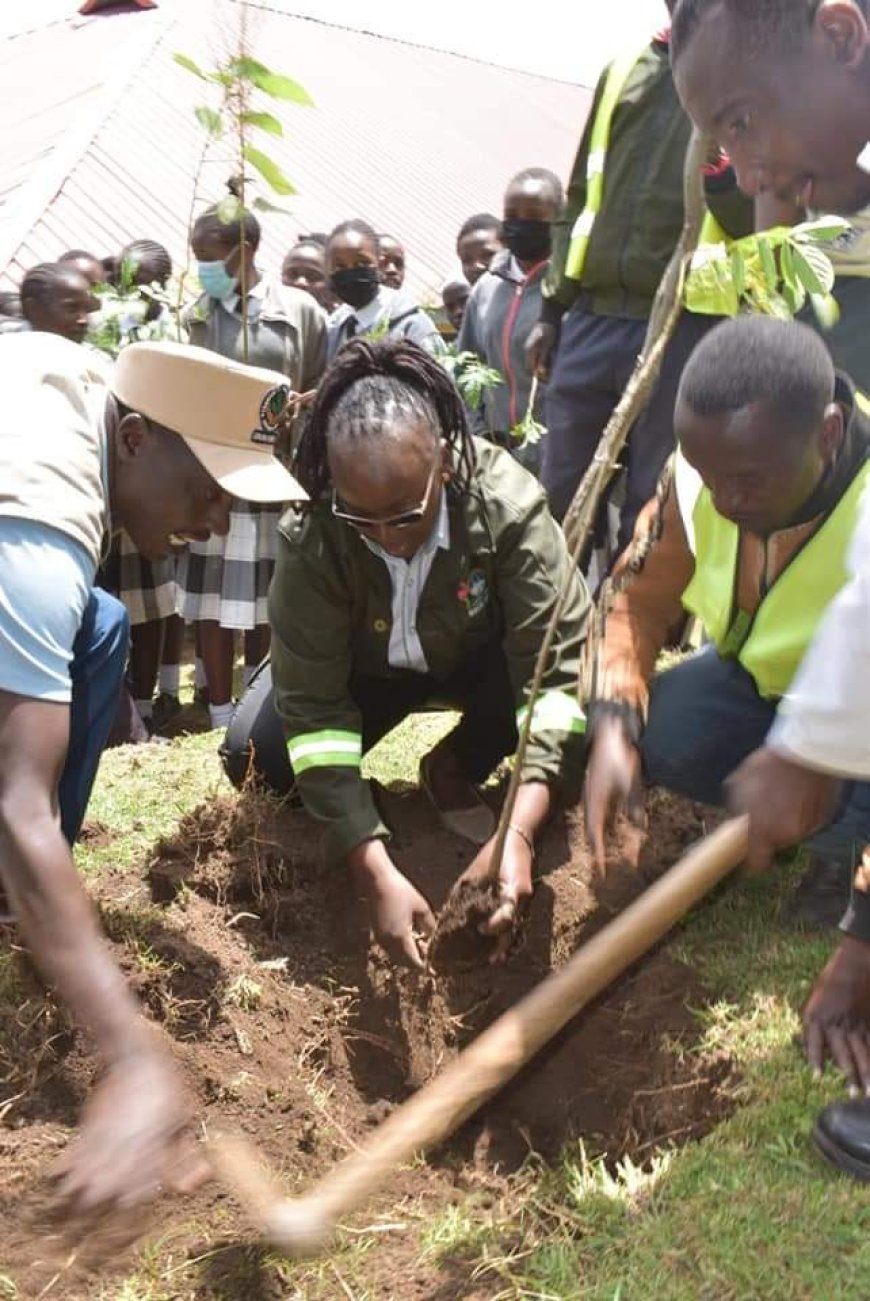 Nakuru doubles efforts in tree planting with rains