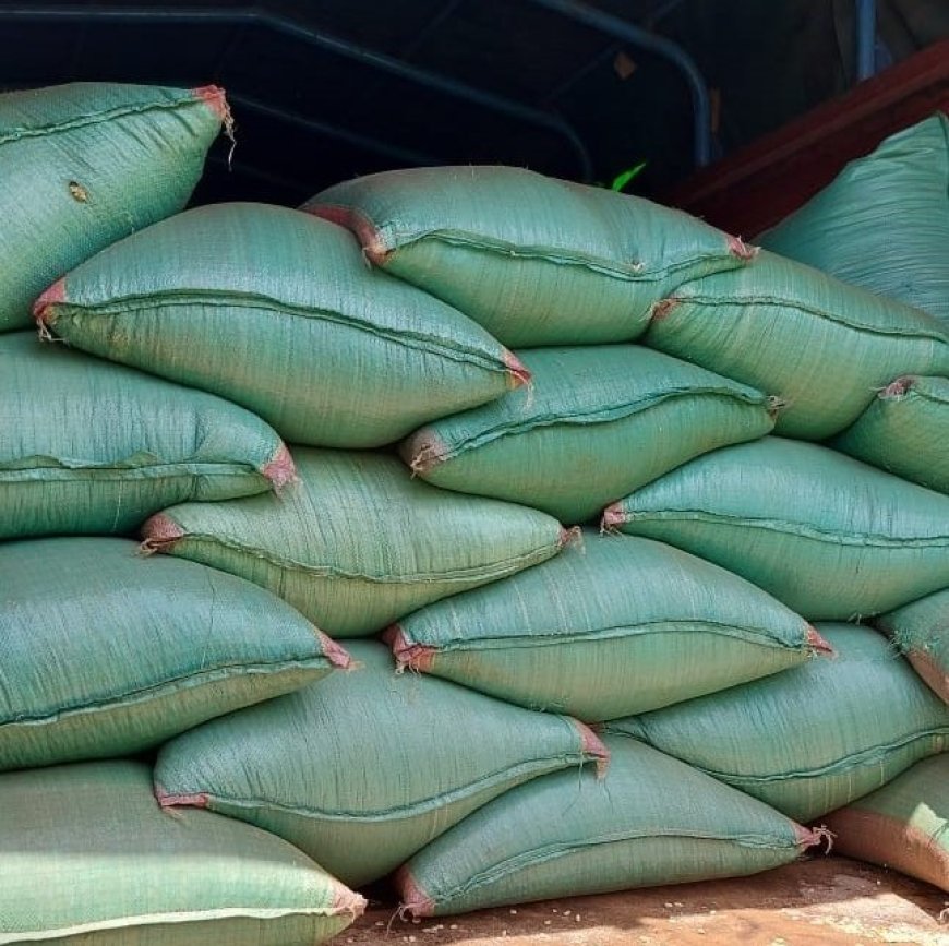 KEPHIS intercepts over 15 tons of fake maize seeds