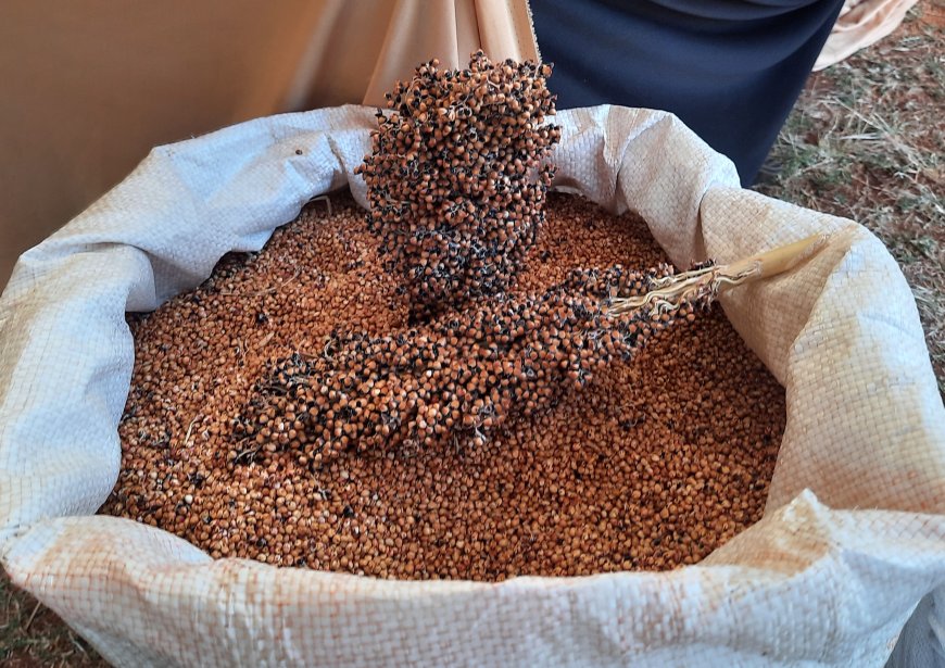 Murang’a farmers eye increased income from sorghum farming