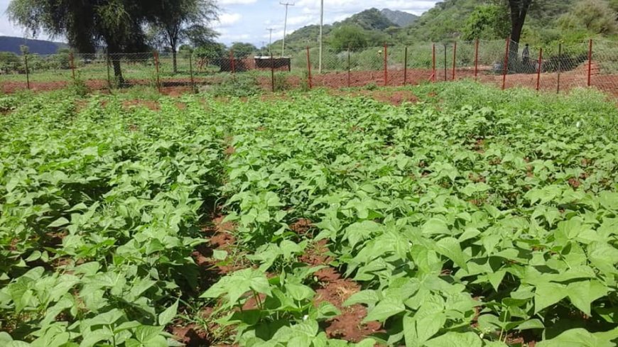 Elgeyo Marakwet Smallholder Farmers Tackle Climate Change Challenges