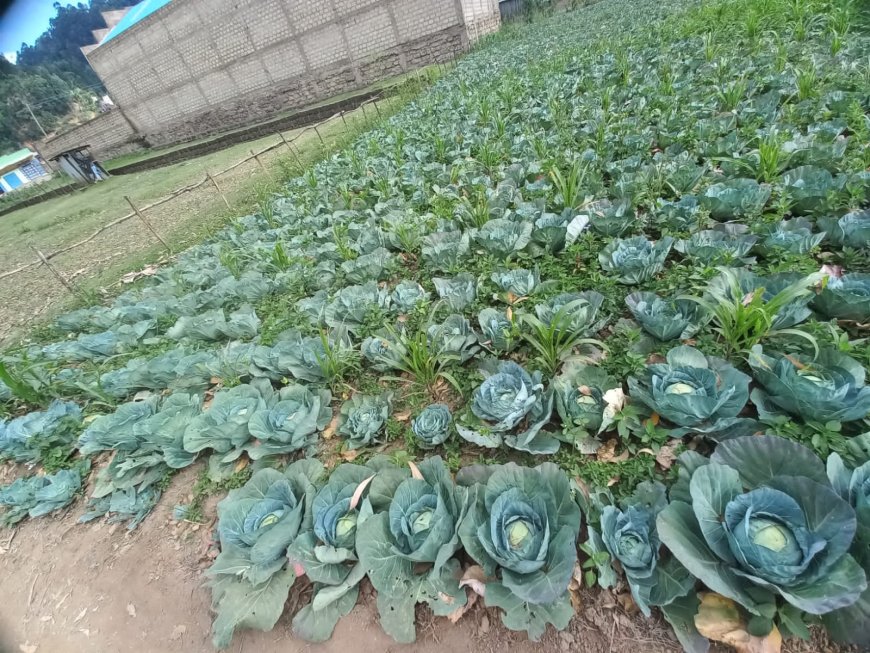 Cabbage farming