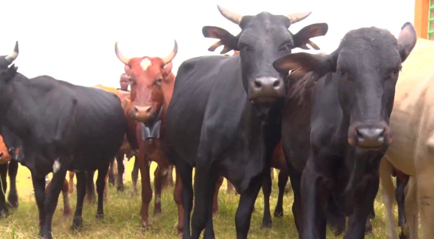 Department of Veterinary Services in Narok to vaccinate 70, 000 livestock against anthrax