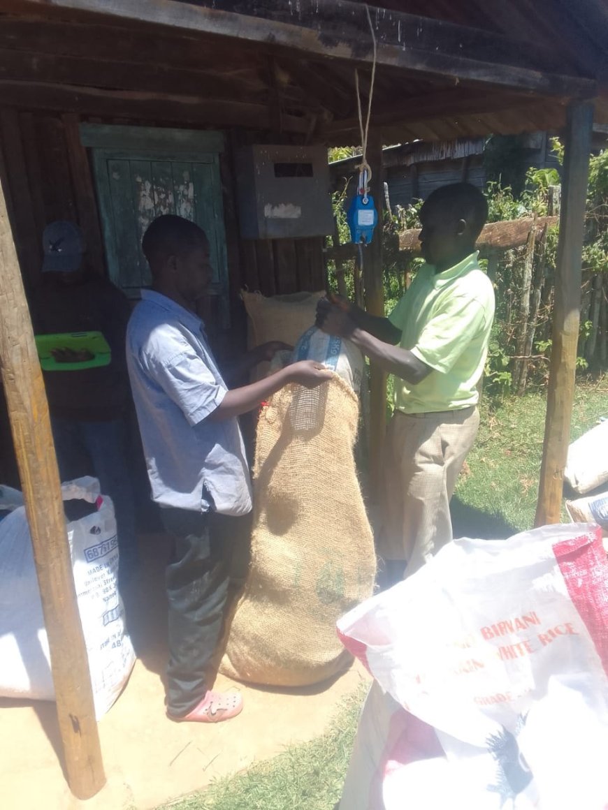 Farmers Reap Bountiful Harvest as Pyrethrum Makes a Remarkable Comeback in Elgeyo Marakwet