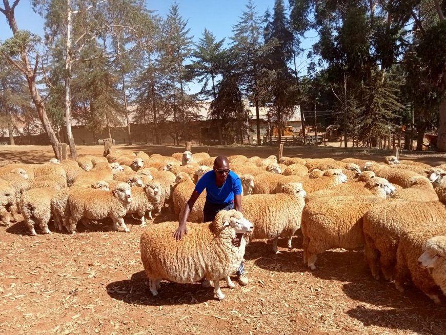 Labot Farm welcomes pure Corriedale breeds to boost sheep production