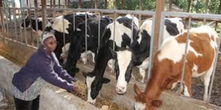 2000 dairy farmers to benefit from feeds conservation training