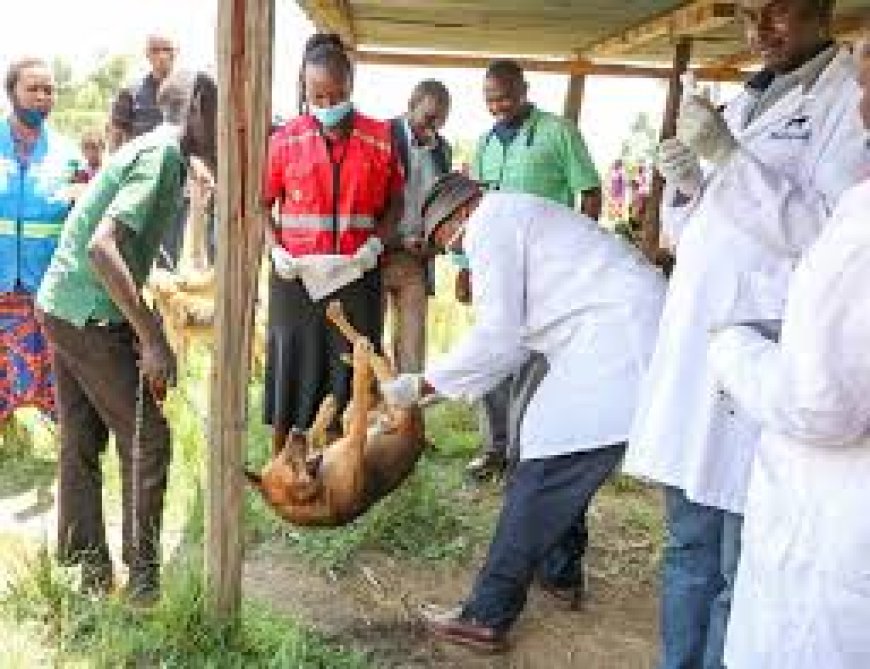 20,000 dogs to be vaccinated against rabies in Bomet