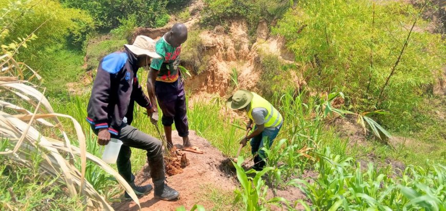 Odioi residents plant bamboos to save wetland