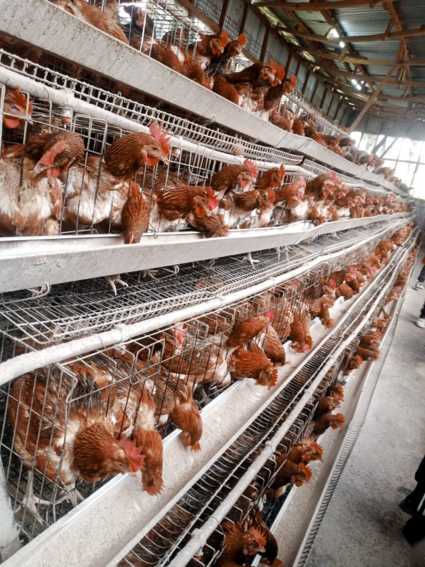 A success in poultry Farming