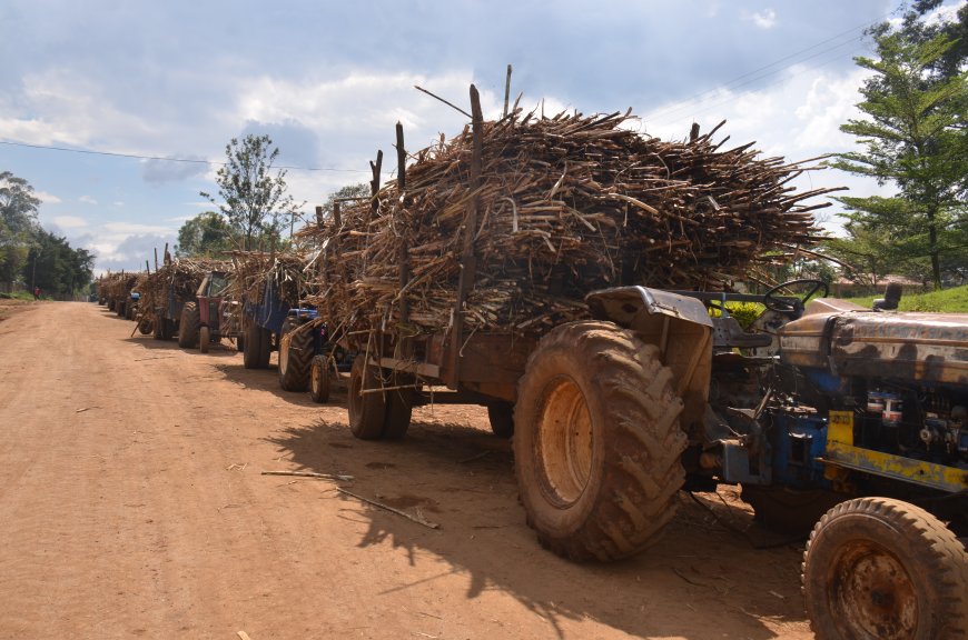 Sony Factory Faces Closure as Cane Supplies Drops Drastically