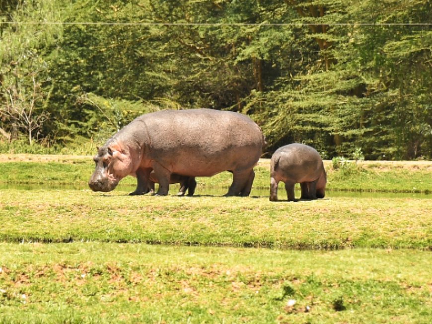 Hippo Kills Naivasha Sewer worker