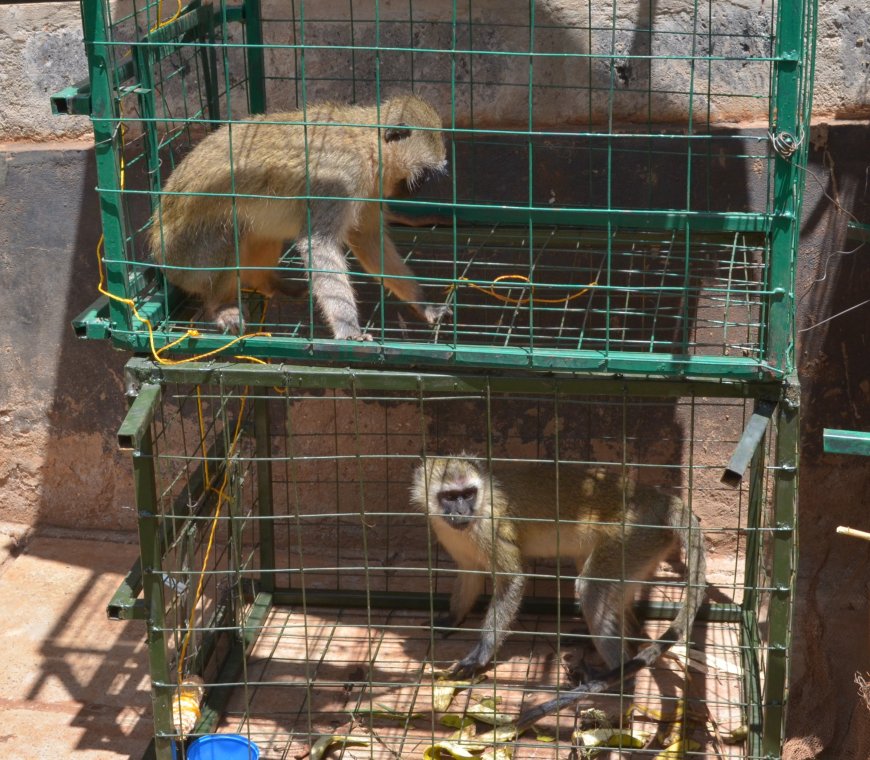 Murang’a farmers Demand compensation from monkey invasion