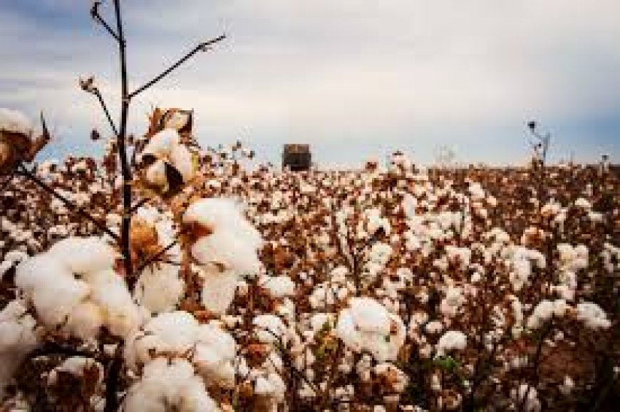 KALRO to propagate cotton seeds