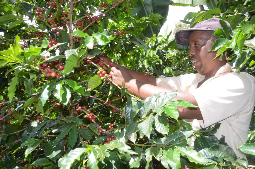 Murang’a Coffee farmers call for better reforms